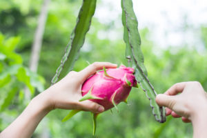When to harvest dragon fruit?