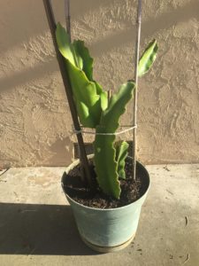 How to grow dragon fruit in a pot/container?