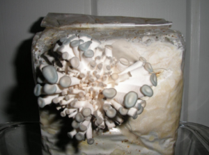 portabella mushroom kit