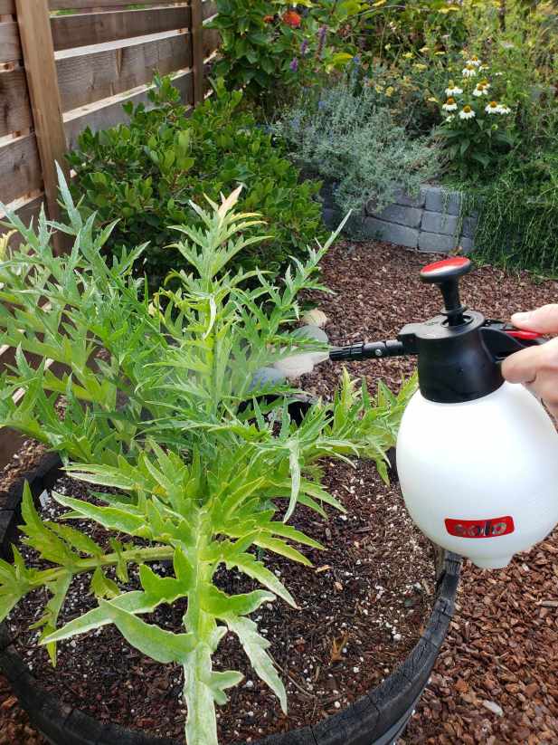 garden safe neem oil reviews