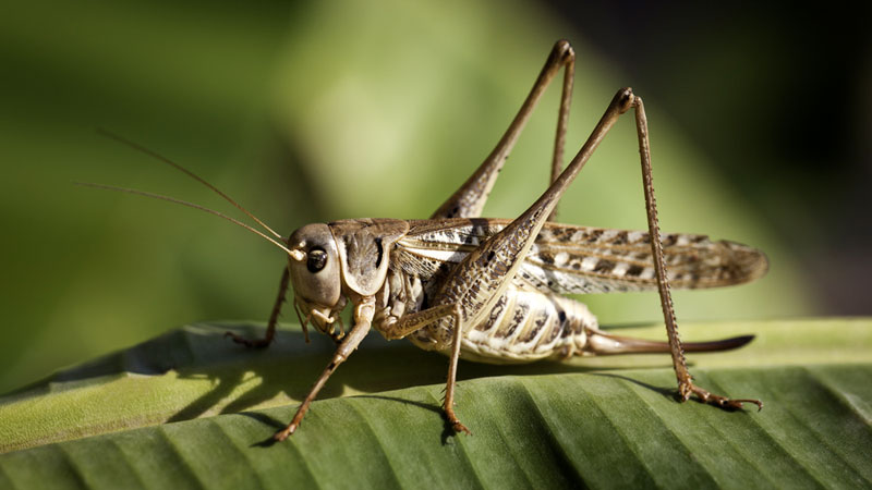 grasshopper on plants