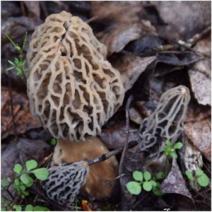 Morel Mushroom Growing Kit