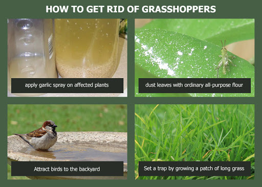 ways to get rid of grasshoppers
