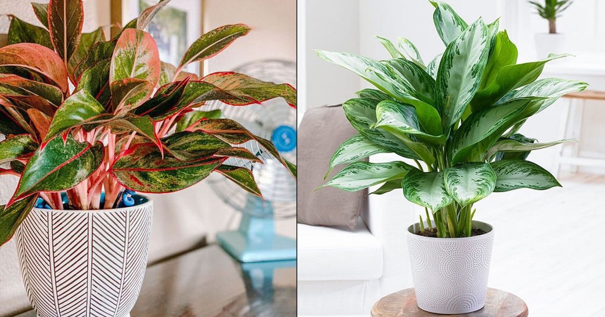 Chinese Evergreen Care Indoors