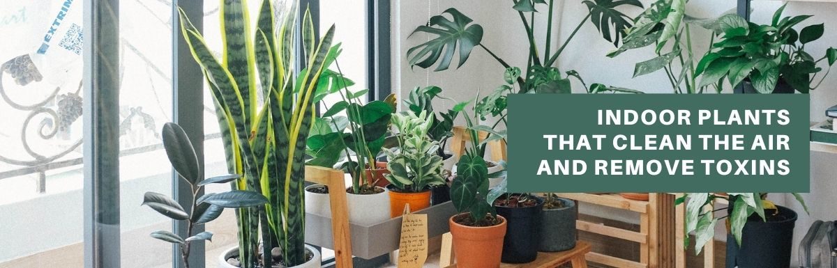 indoor plants that clean the air and remove toxins