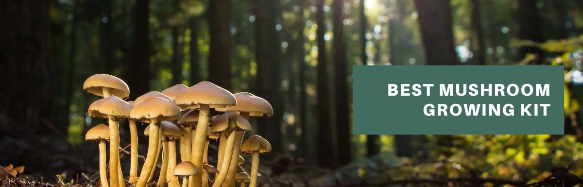 best mushroom growing kit