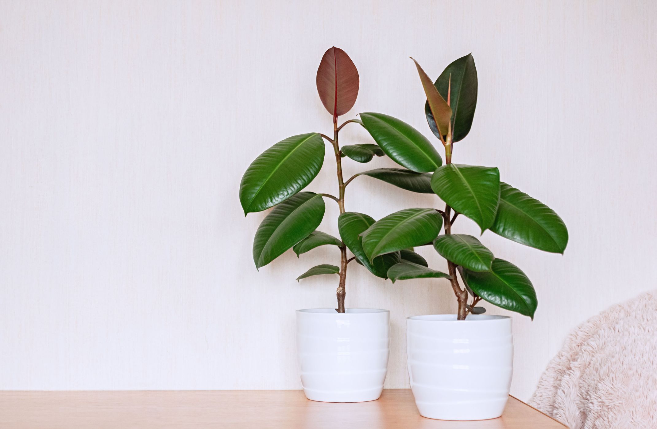 How to Care for a Rubber Plant